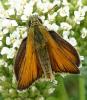 Thymelicus sp.